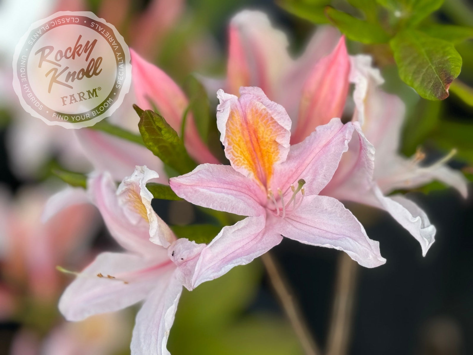 R. occidentale Western Azalea 5203 - Rocky Knoll Farm