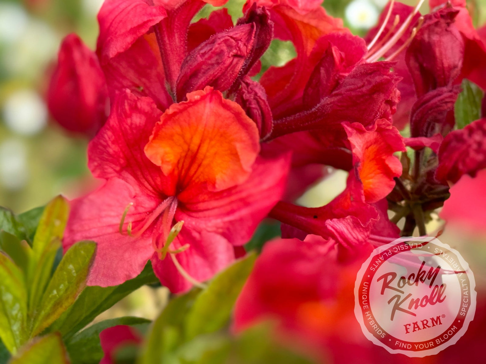 Firebrand - Rocky Knoll Farm