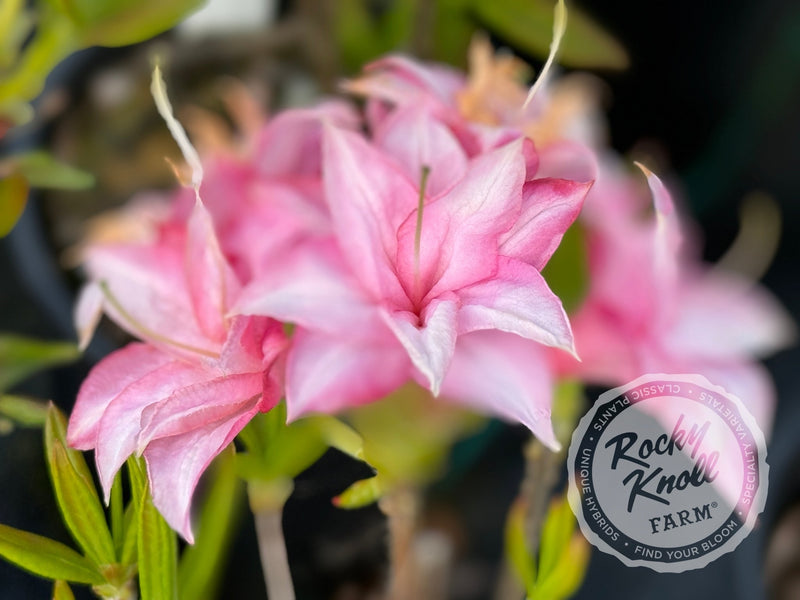 Soft Shimmer plant from Rocky Knoll Farm