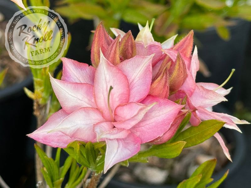 Soft Shimmer plant from Rocky Knoll Farm