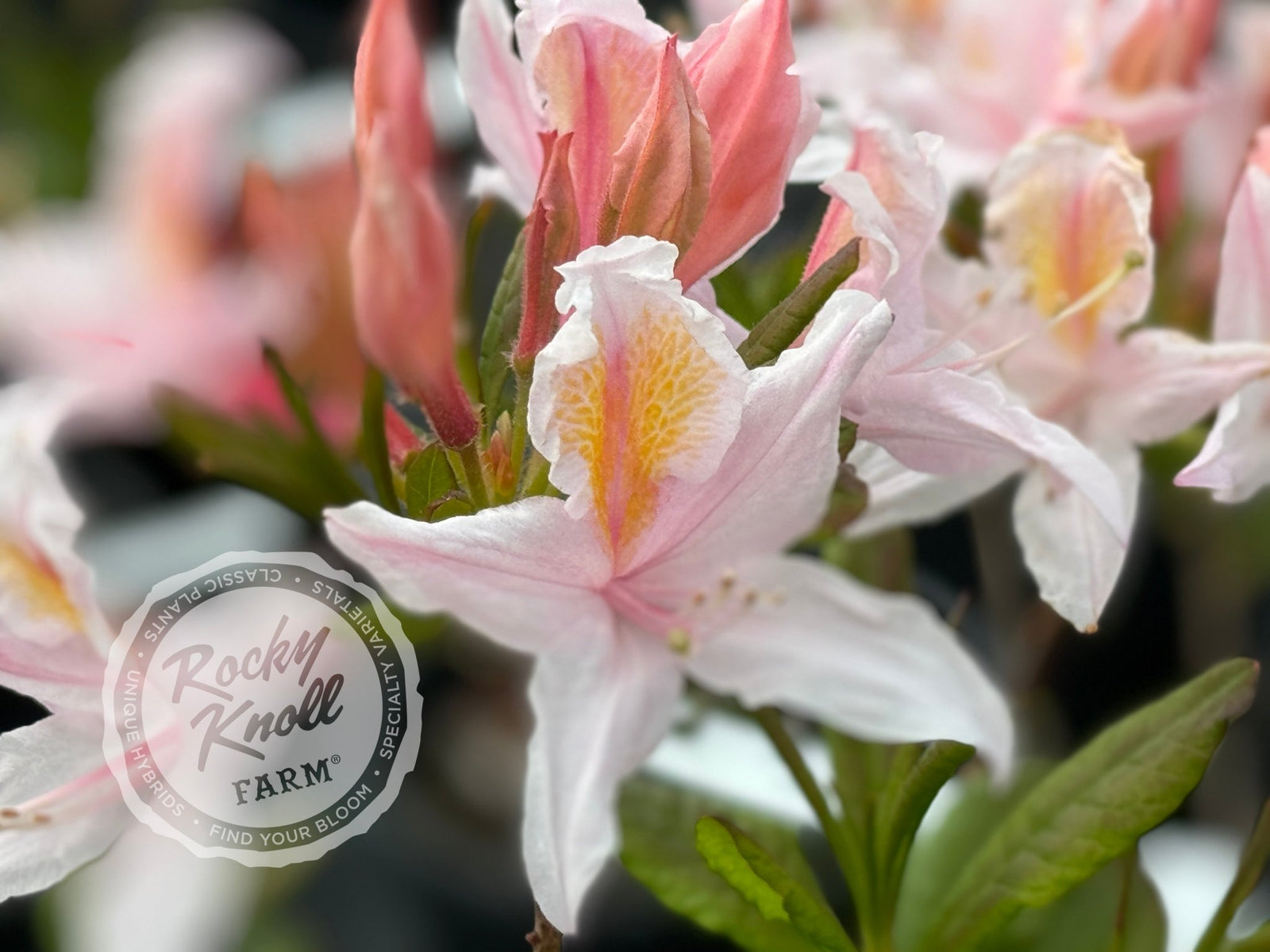 R. occidentale Western Azalea 5203 - Rocky Knoll Farm