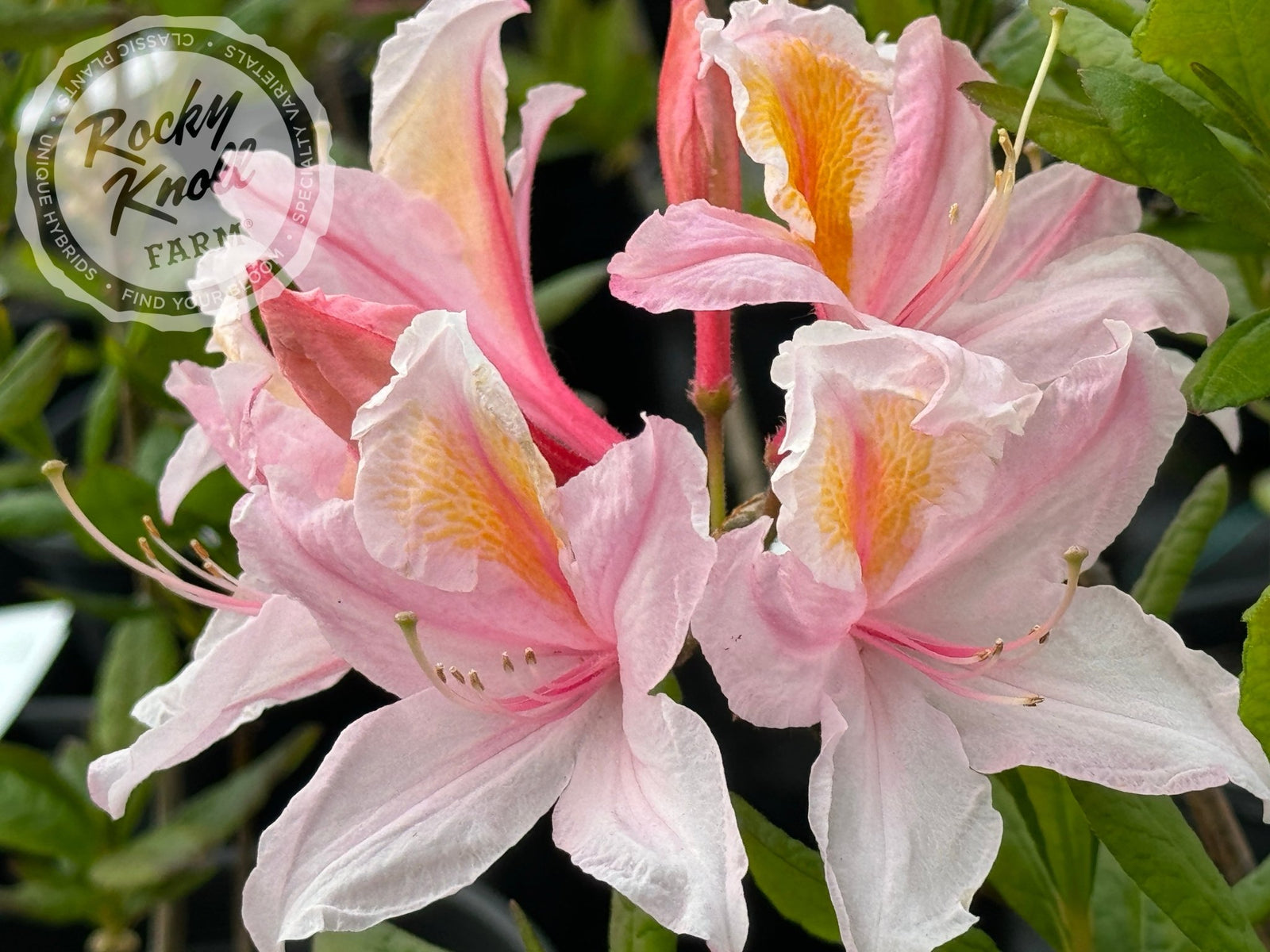 IMG_3108-722894_1600x.jpg?v=