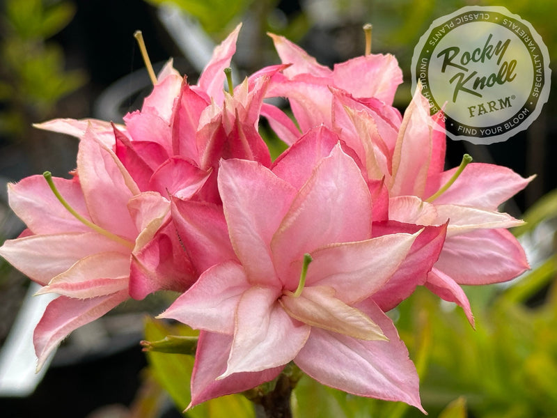 Soft Shimmer plant from Rocky Knoll Farm