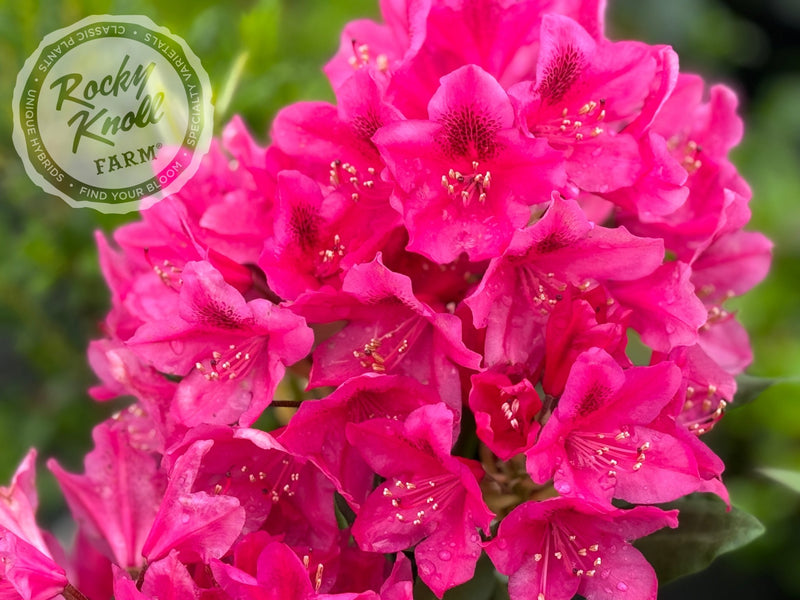 Nova Zembla plant from Rocky Knoll Farm