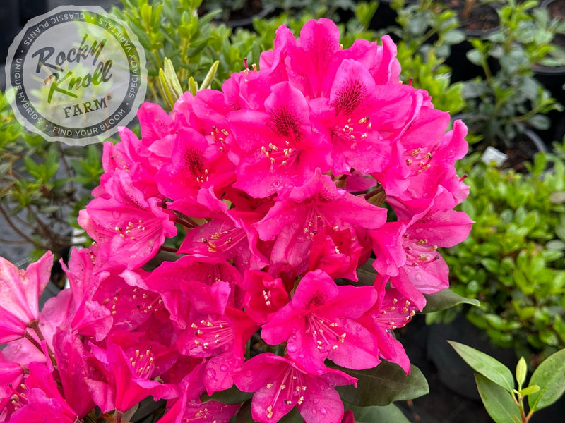 Nova Zembla plant from Rocky Knoll Farm