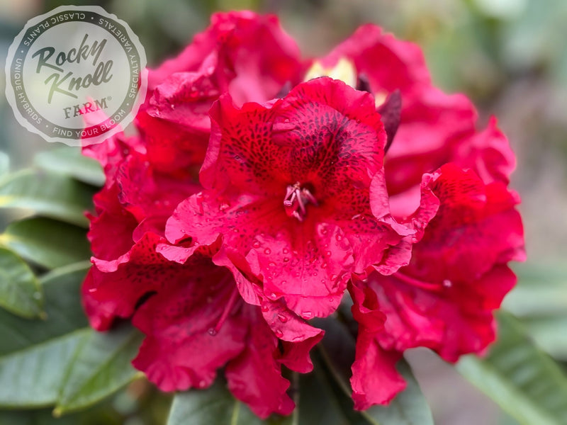 True Blood plant from Rocky Knoll Farm