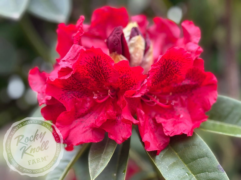 True Blood plant from Rocky Knoll Farm