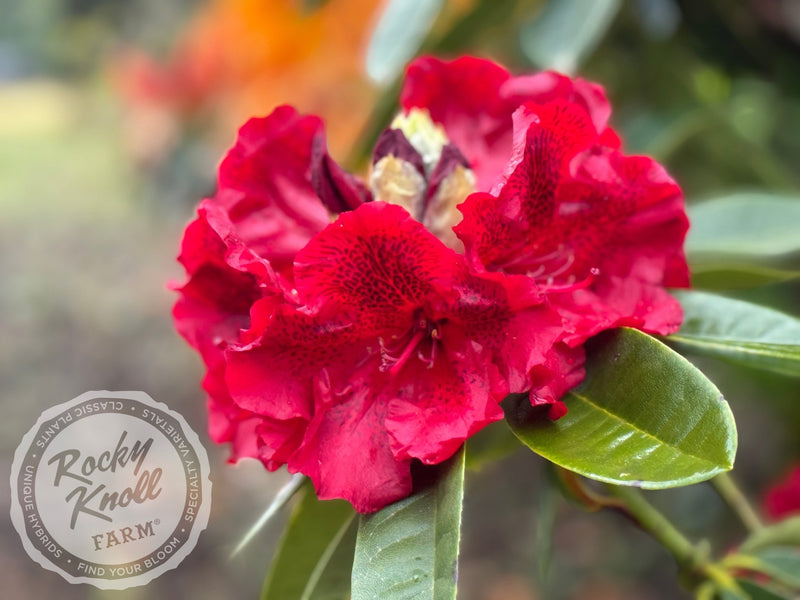 True Blood plant from Rocky Knoll Farm