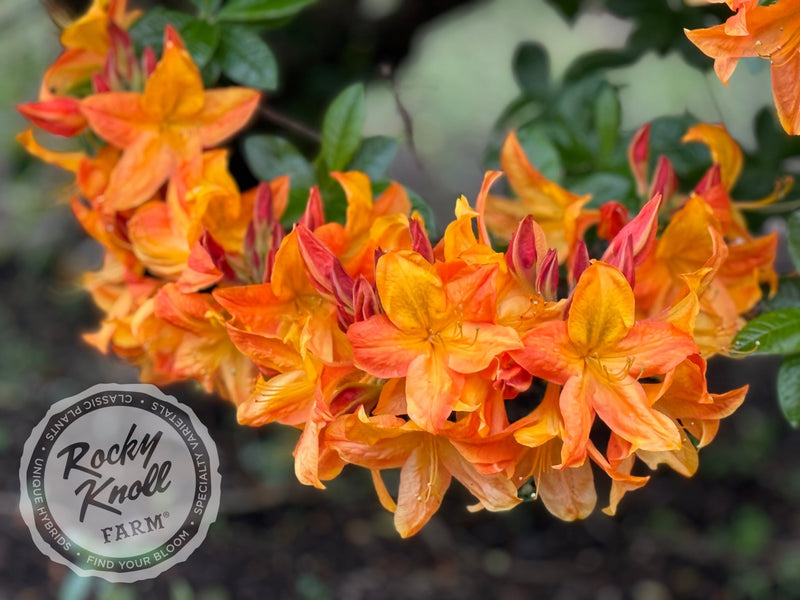 Arneson Gem plant from Rocky Knoll Farm