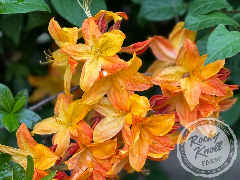 Arneson Gem plant from Rocky Knoll Farm
