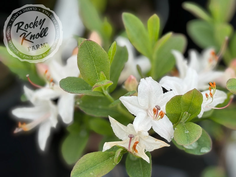 Fragrant Star plant from Rocky Knoll Farm