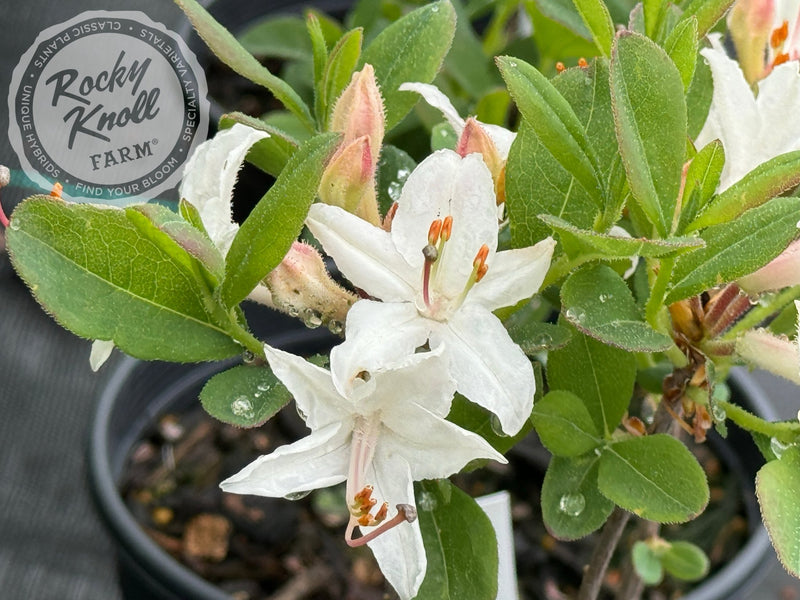 Fragrant Star plant from Rocky Knoll Farm