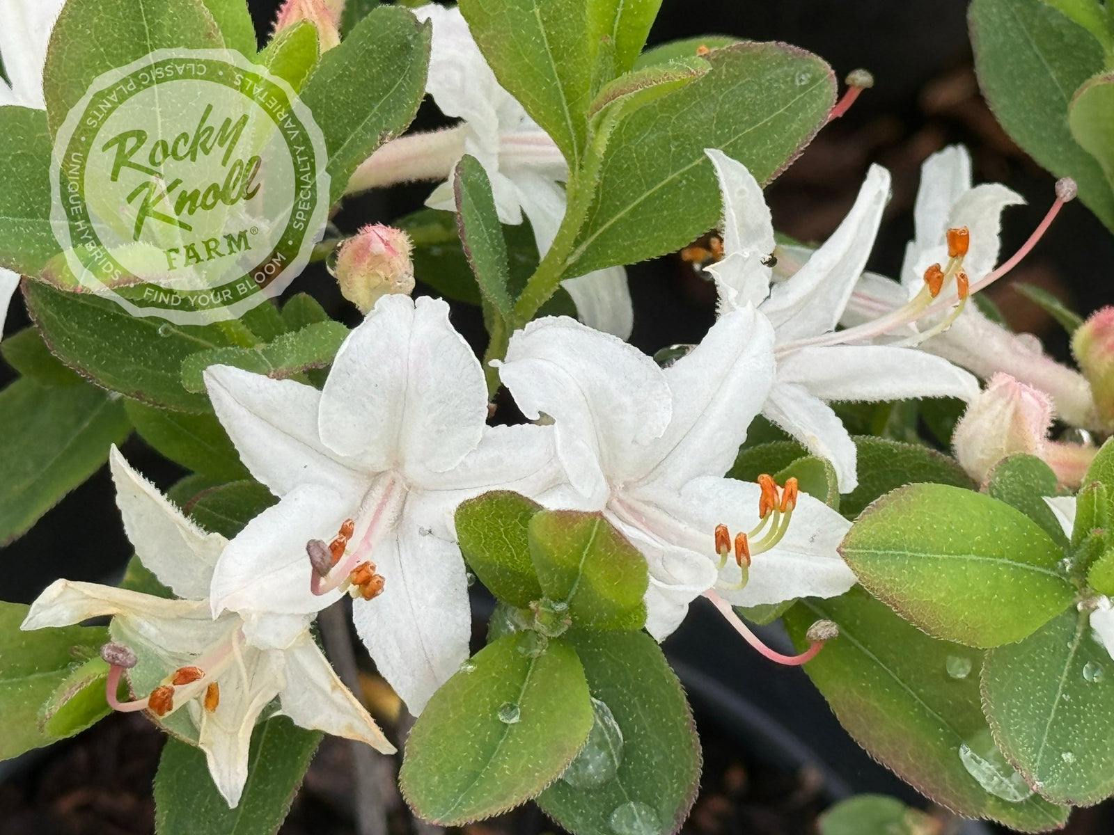 38灯 oldsea Vintage flower white Fragrant Star - Rocky Knoll Farm