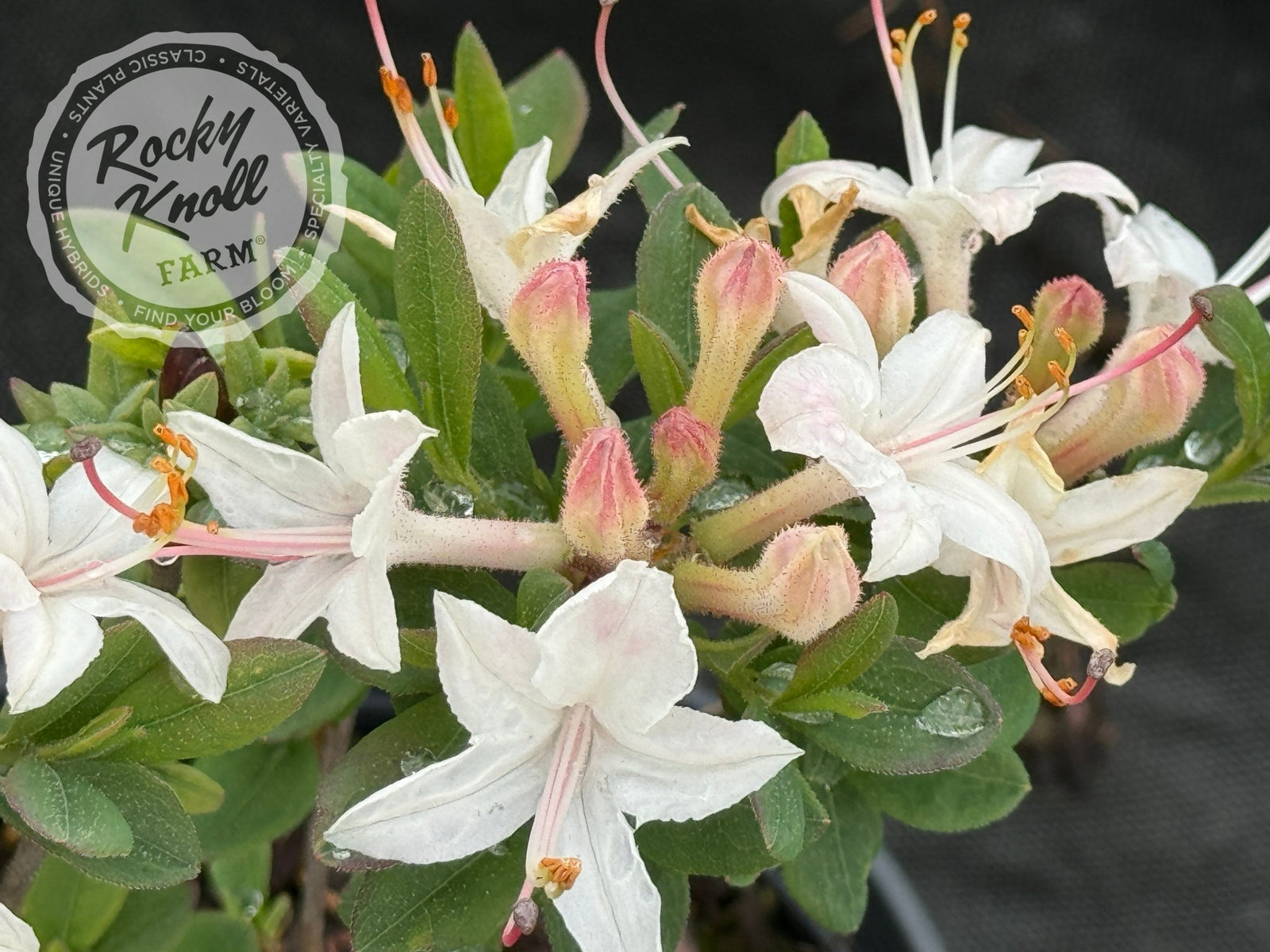 Fragrant Star - Rocky Knoll Farm