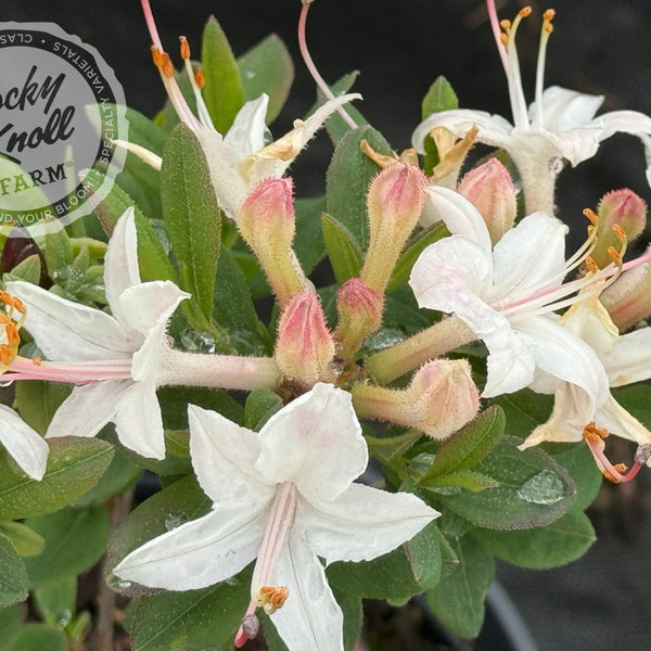 Fragrant Star - Rocky Knoll Farm
