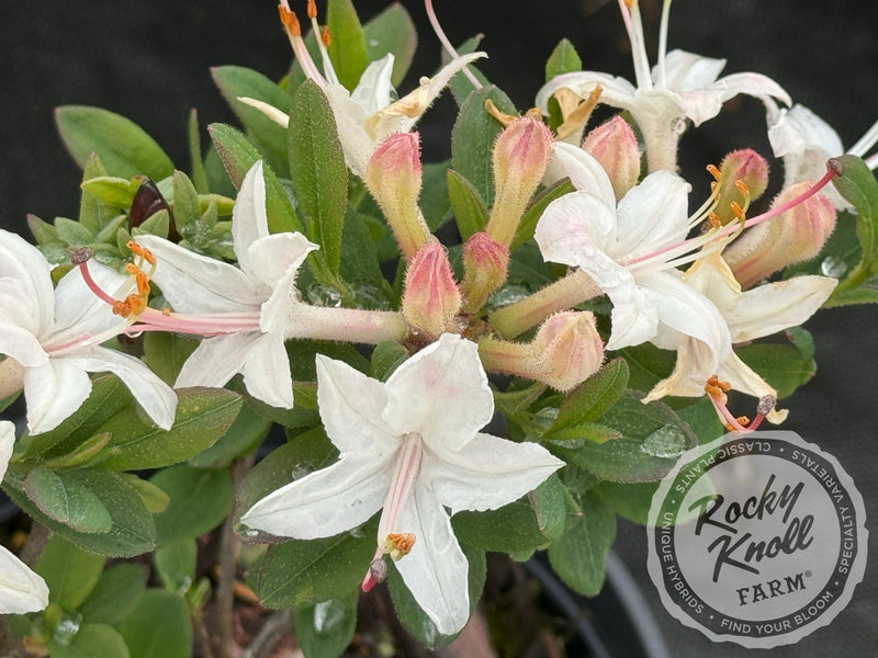 Fragrant Star plant from Rocky Knoll Farm