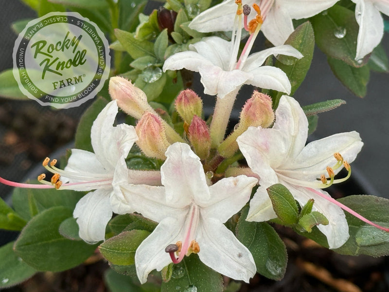 Fragrant Star plant from Rocky Knoll Farm