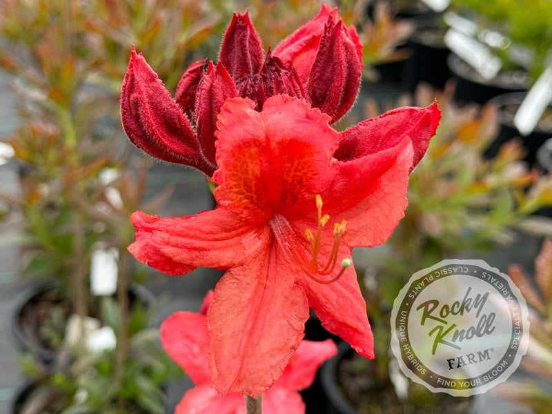 Gallipoli Red plant from Rocky Knoll Farm