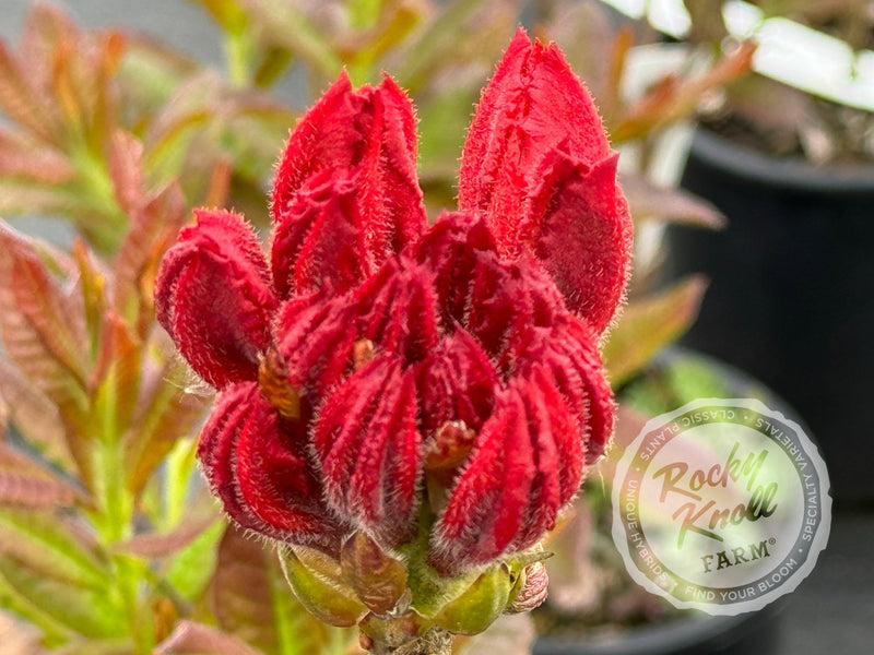 Gallipoli Red plant from Rocky Knoll Farm