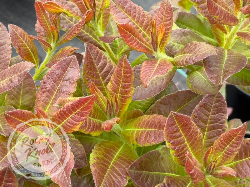 Gallipoli Red plant from Rocky Knoll Farm