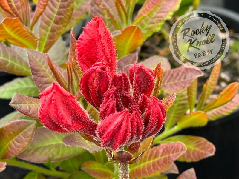 Gallipoli Red plant from Rocky Knoll Farm