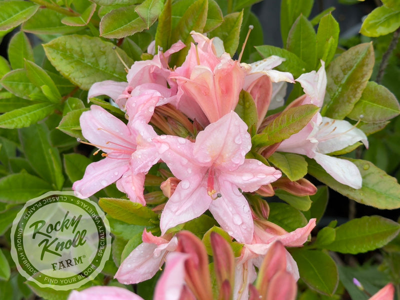 Soir de Paris plant from Rocky Knoll Farm