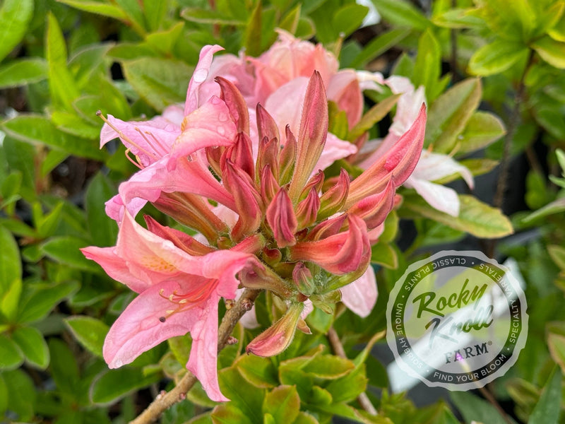 Soir de Paris plant from Rocky Knoll Farm
