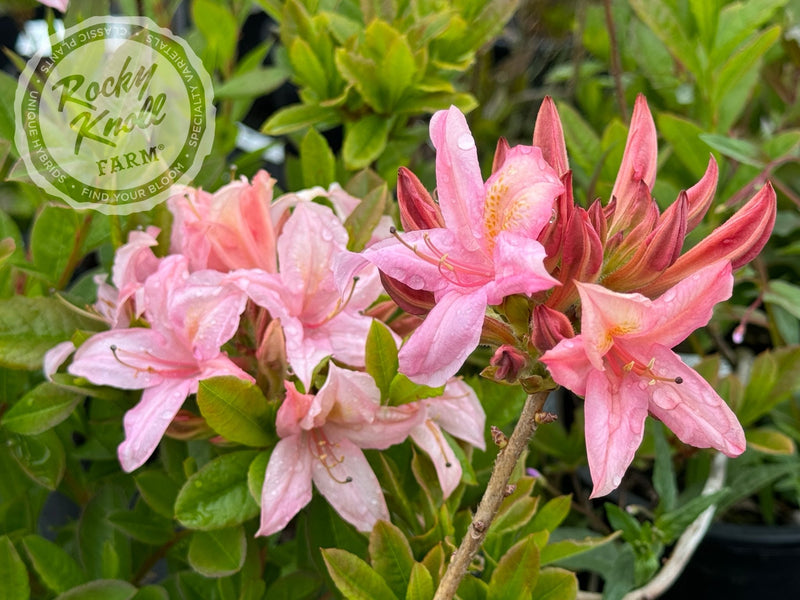 Soir de Paris plant from Rocky Knoll Farm