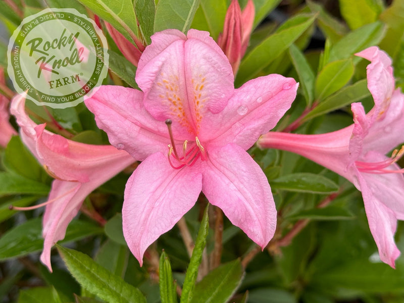 Soir de Paris plant from Rocky Knoll Farm