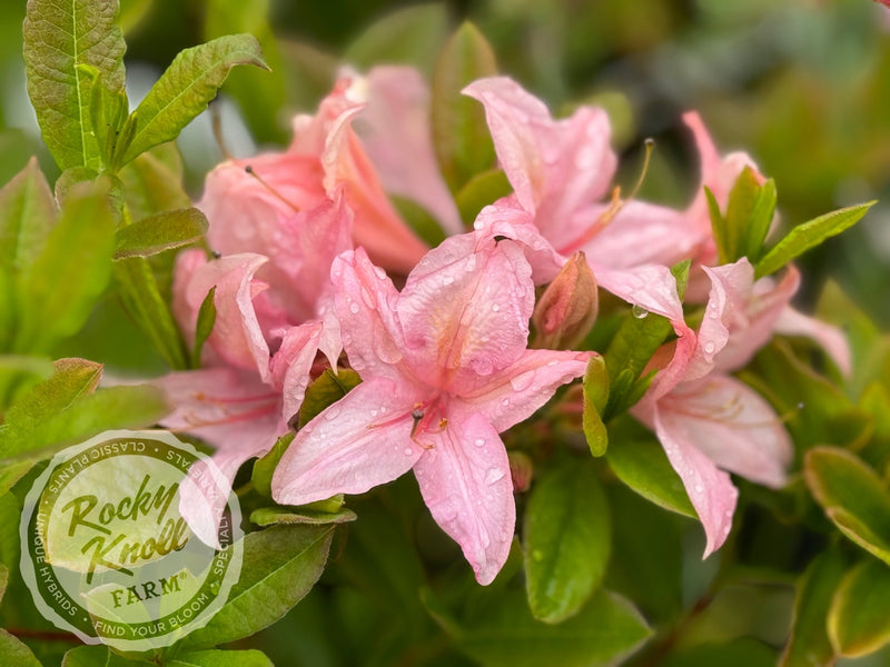 Soir de Paris plant from Rocky Knoll Farm