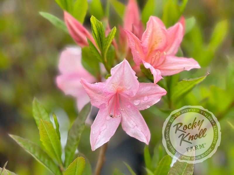 Soir de Paris plant from Rocky Knoll Farm