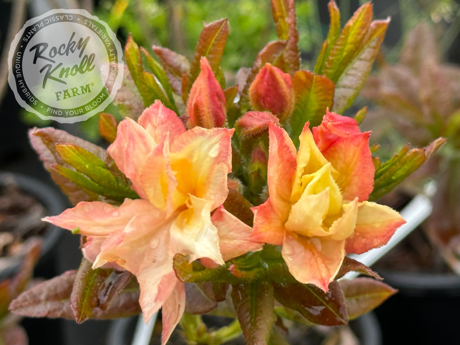 Cannon's Double - Rocky Knoll Farm