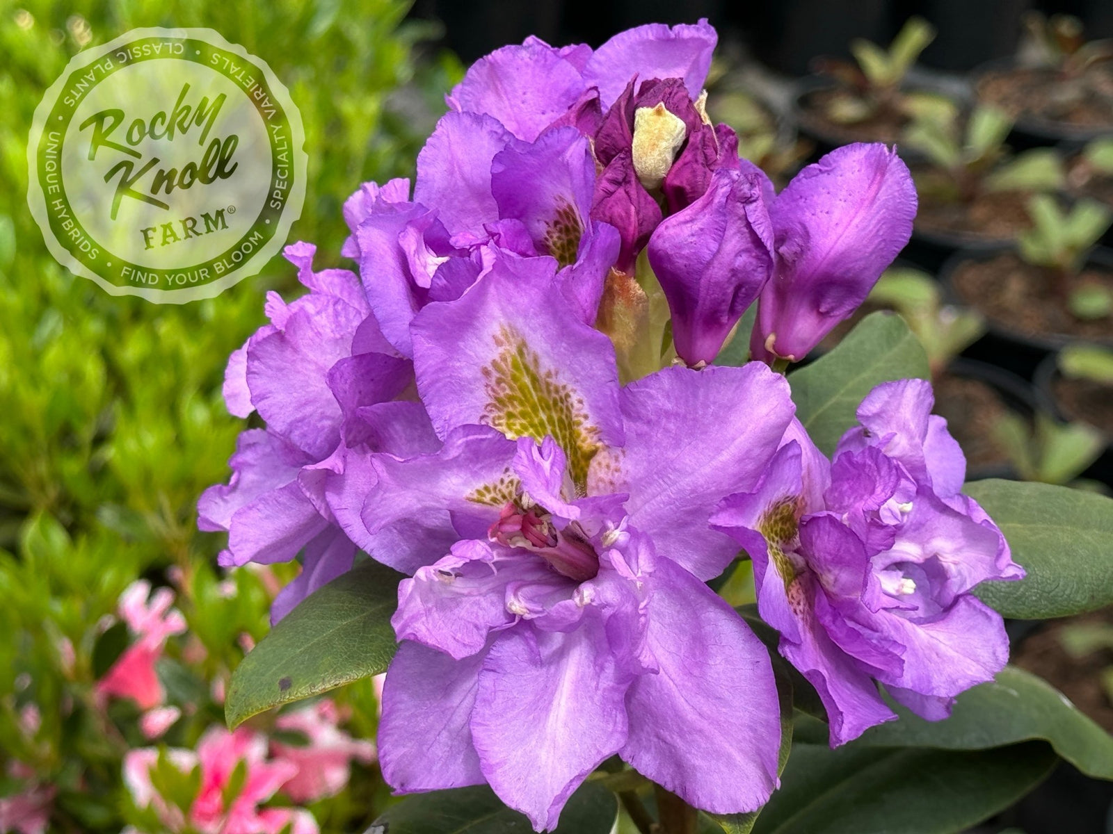 Fastuosum Flore Pleno - Rocky Knoll Farm