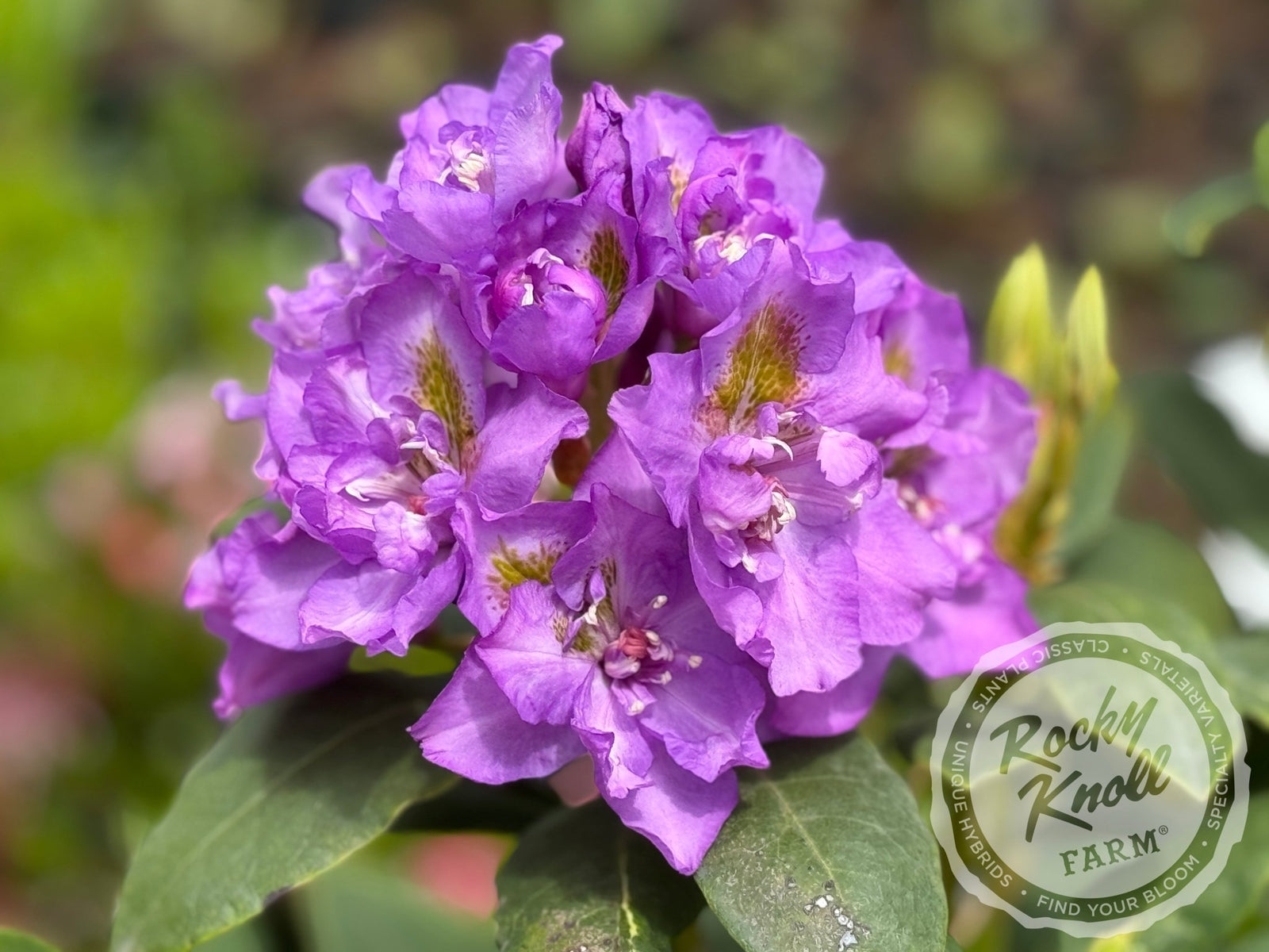 Fastuosum Flore Pleno - Rocky Knoll Farm