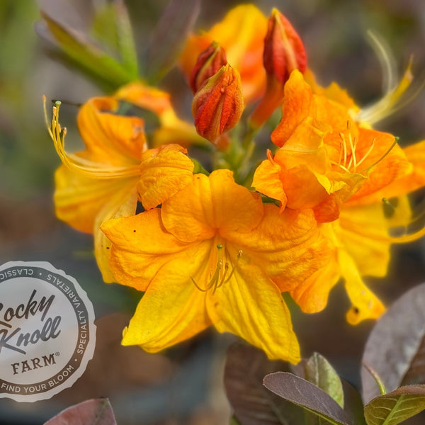 ★美品★ Tendence KingDome FLOWER Rhododendron x keiskei 'Mary Fleming' Azalea | Garden Center Marketing