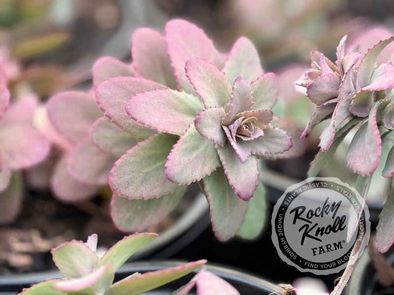 sedum banana succulent Sedum Banana Split