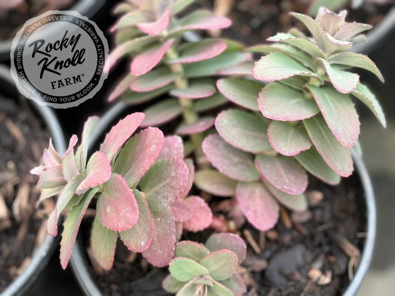 sedum banana succulent Sedum Banana Split