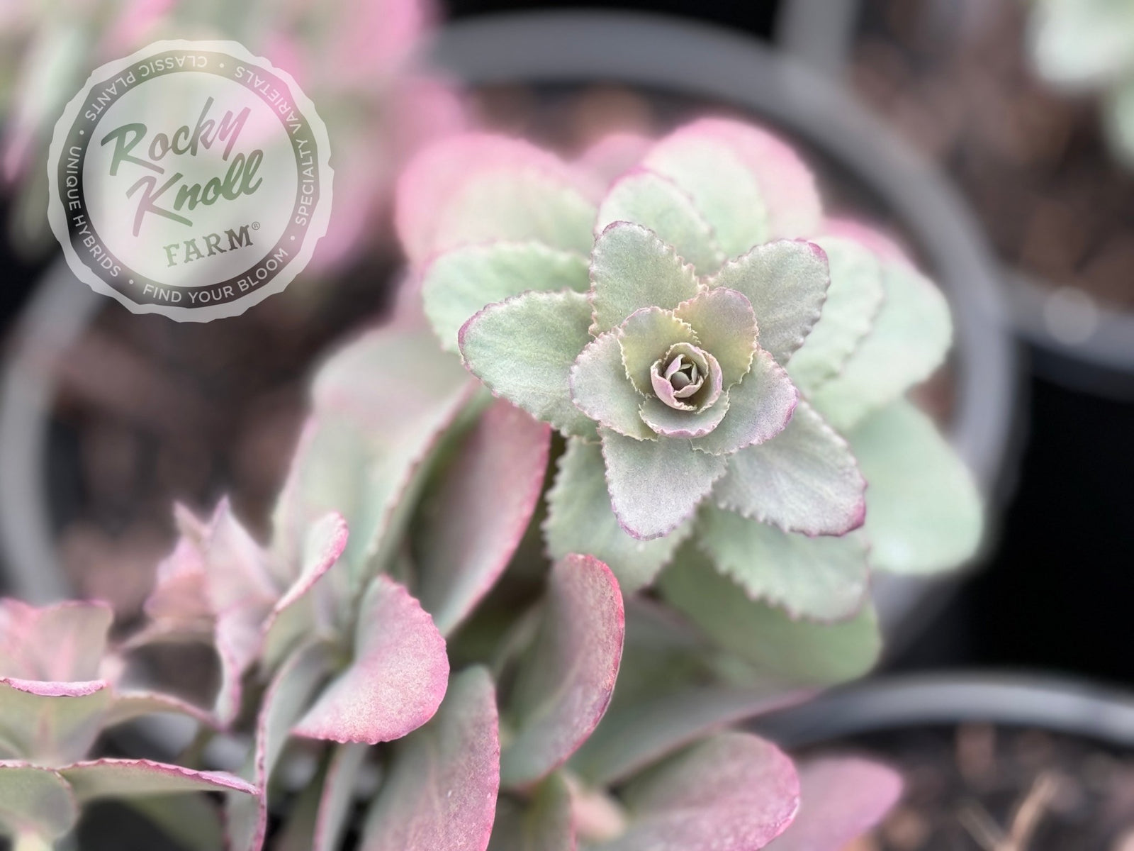 チョコリベアークラッシュフラワージュース Sedum Banana Split - Rocky Knoll Farm