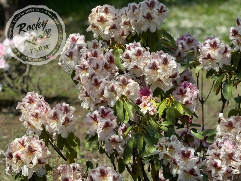 Extraordinaire plant from Rocky Knoll Farm
