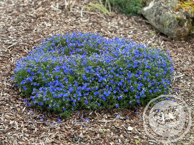 Lithodora diffusa - 'Grace Ward' (Gromwell) plant from Rocky Knoll Farm