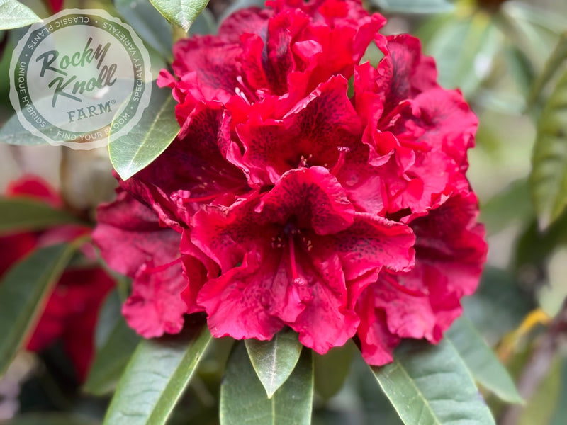 True Blood plant from Rocky Knoll Farm