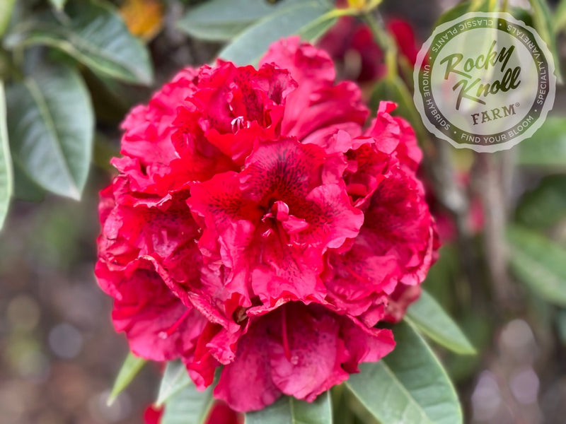 True Blood plant from Rocky Knoll Farm