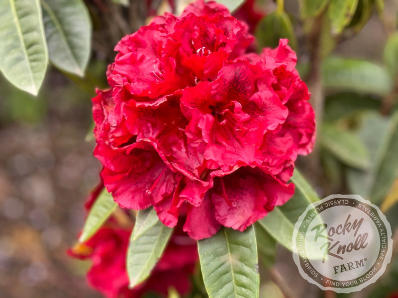 True Blood plant from Rocky Knoll Farm