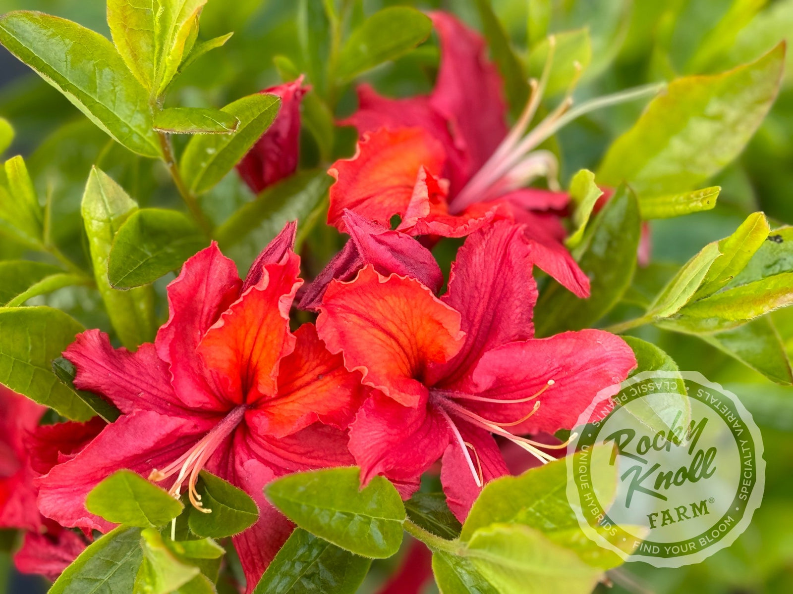 Firebrand - Rocky Knoll Farm