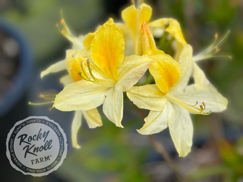 Northern Hi-Lights plant from Rocky Knoll Farm