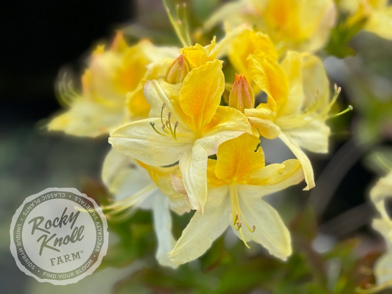 Northern Hi-Lights plant from Rocky Knoll Farm