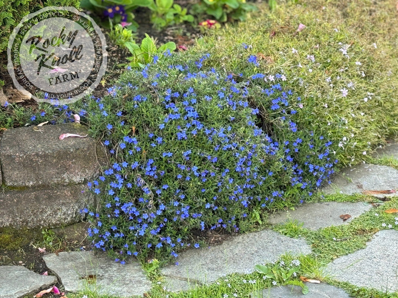 Lithodora diffusa - 'Grace Ward' (Gromwell) plant from Rocky Knoll Farm