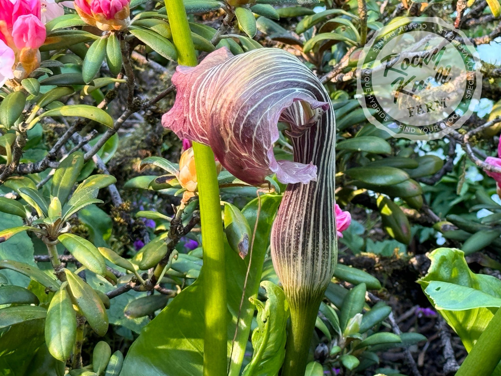 Arisaema consanguineum (Himalayan Cobra Lily)