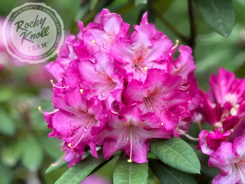 Persuasion plant from Rocky Knoll Farm