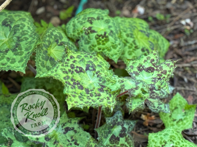 Podophyllum 'Spotty Dotty' plant from Rocky Knoll Farm
